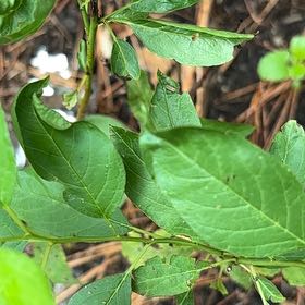Photo of the plant species European Spindle by @MagicalSweetbox named Baesil on Greg, the plant care app