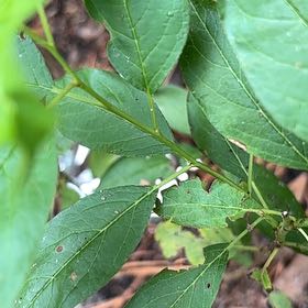 Photo of the plant species Winterberry by @MagicalSweetbox named Beckham on Greg, the plant care app