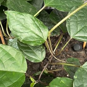 Photo of the plant species Rose Glorybower by @MagicalSweetbox named Sigmund on Greg, the plant care app