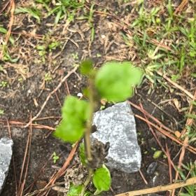 Photo of the plant species Yerba Buena by @MagicalSweetbox named Peter Parker on Greg, the plant care app