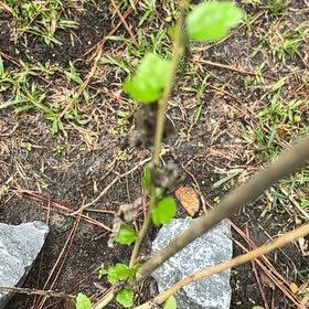 Photo of the plant species Large-Leaved Muehlenbeckia by @MagicalSweetbox named Shakira on Greg, the plant care app