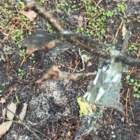Photo of the plant species Copal by @MagicalSweetbox named Willow on Greg, the plant care app