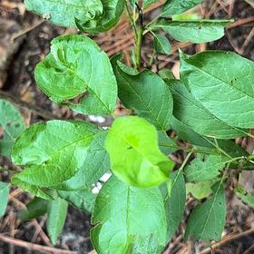Photo of the plant species Winterberry by @MagicalSweetbox named Naomi on Greg, the plant care app
