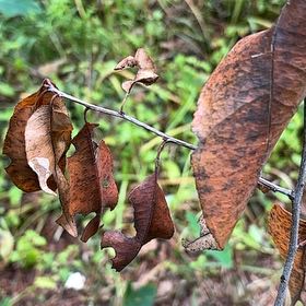 Photo of the plant species Golden Rain Tree by @MagicalSweetbox named Luna on Greg, the plant care app