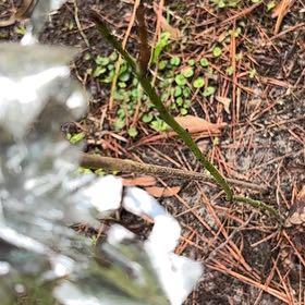 Photo of the plant species Forked Sundew by @MagicalSweetbox named McKinley on Greg, the plant care app