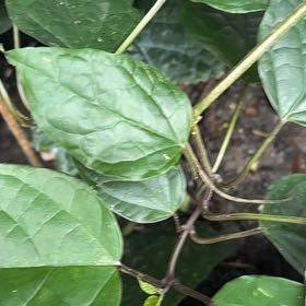 Photo of the plant species Evergreen Clematis by @MagicalSweetbox named Lebron on Greg, the plant care app