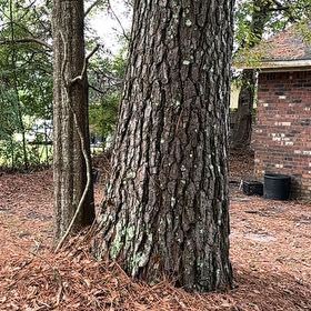 Photo of the plant species Loblolly Pine by @MagicalSweetbox named Forrest on Greg, the plant care app