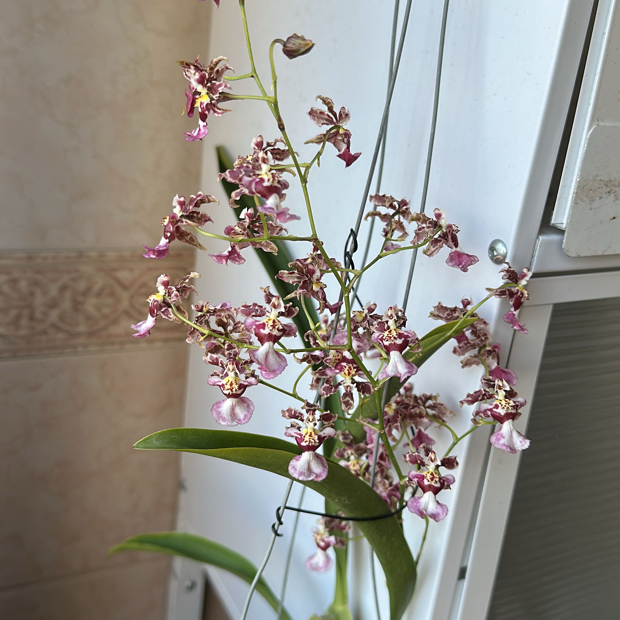 Photo of the plant species Sharry Baby Orchid by @PrinceRosea69 named Lavender on Greg, the plant care app