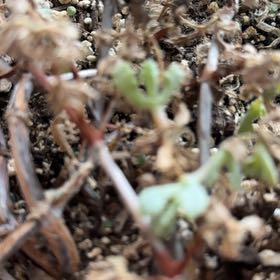 Photo of the plant species Sedum nuttallii by @TotallyBarley83 named Ulysses S Plant on Greg, the plant care app