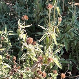 Photo of the plant species Jerusalem Sage by @SparklingHope80 named Achilles on Greg, the plant care app