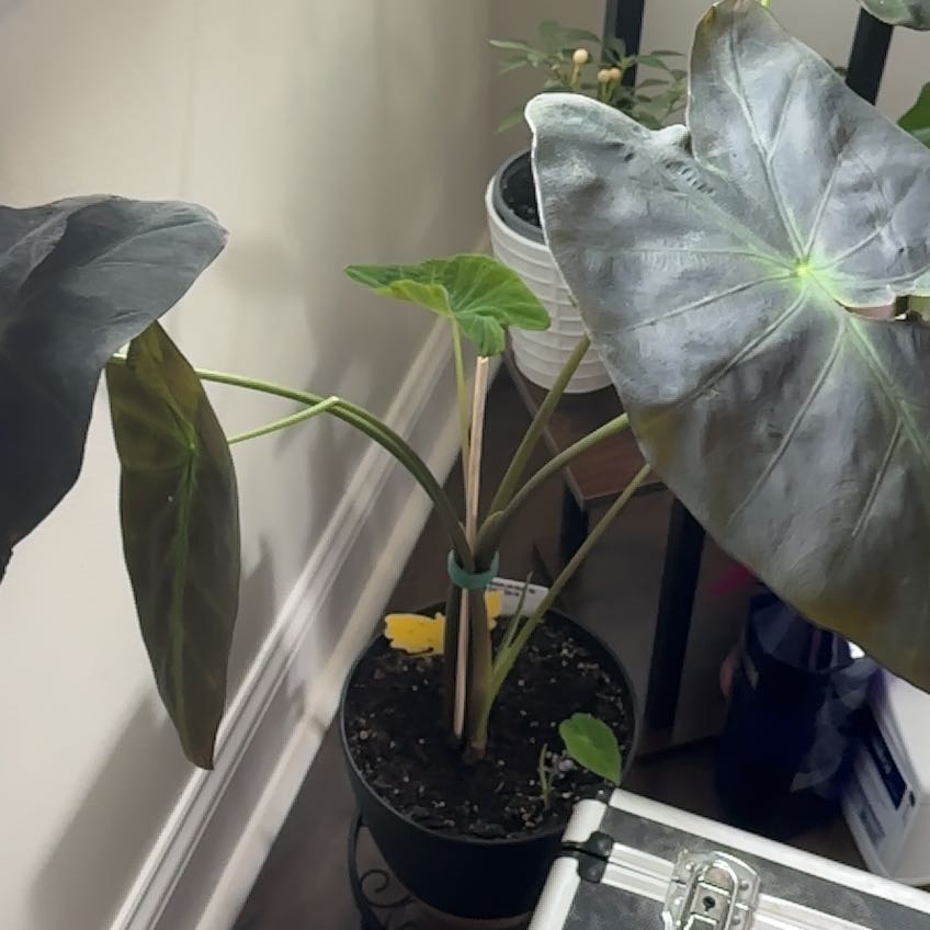 Photo of the plant species Colocasia 'Black Beauty' by @MerryClubmoss93 named Bella on Greg, the plant care app