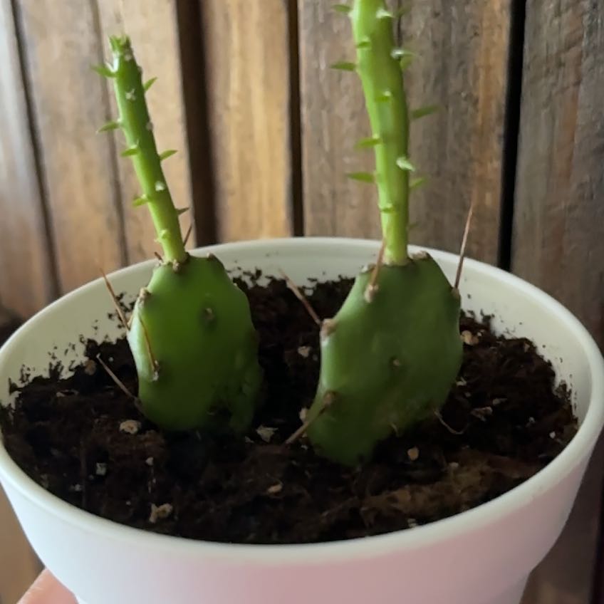 Photo of the plant species Eastern Prickly-Pear Cactus by @MerryClubmoss93 named Sir Plancelot on Greg, the plant care app