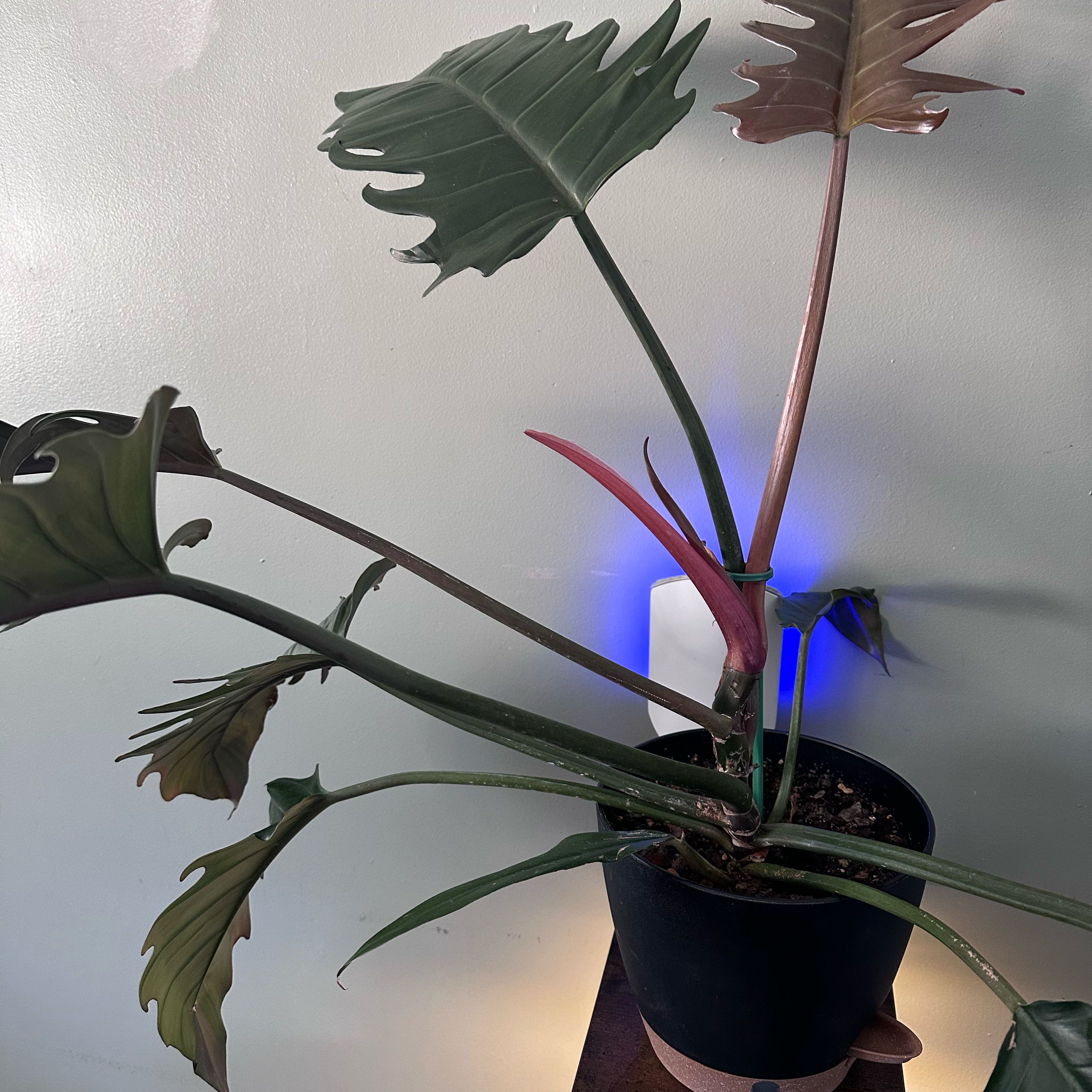 Photo of the plant species Philodendron 'Pluto' by @MerryClubmoss93 named Diana on Greg, the plant care app