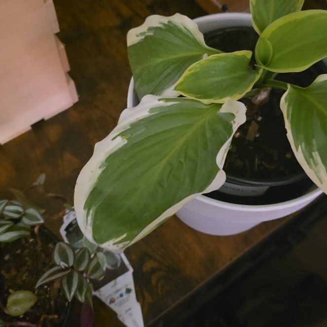 Photo of the plant species Hosta 'Diana Remembered' by @FunMarimo71 named Nithin on Greg, the plant care app