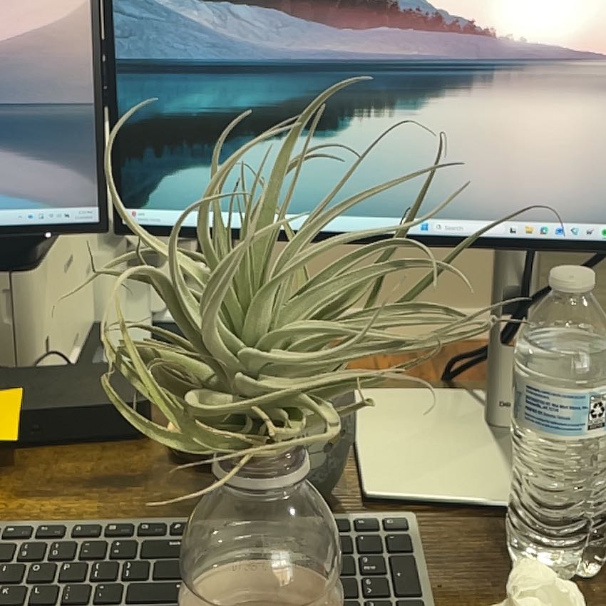Photo of the plant species Tillandsia by @LordMarigold91 named Gregarious on Greg, the plant care app