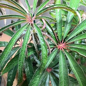 Photo of the plant species Bigonia by @LordMarigold91 named McKinley on Greg, the plant care app