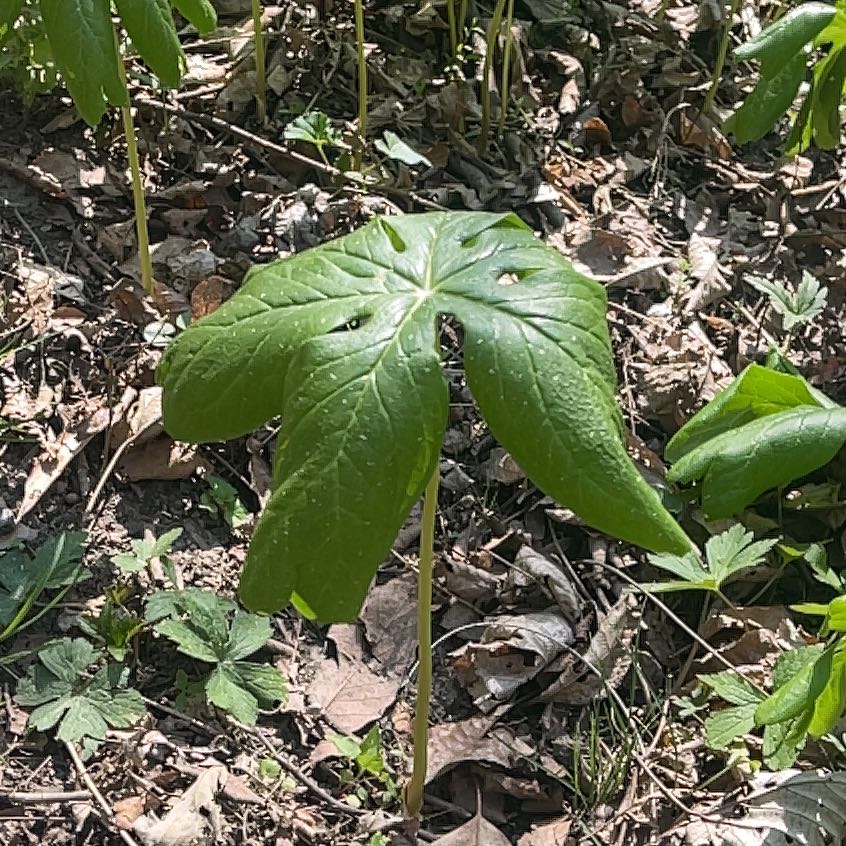 Photo of the plant species Mayapple by @LordMarigold91 named Spike Leaves on Greg, the plant care app
