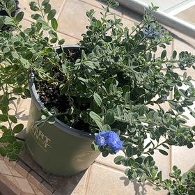 Photo of the plant species Beach Bum Blue by @SilkenCooperi16 named Blue Daze on Greg, the plant care app