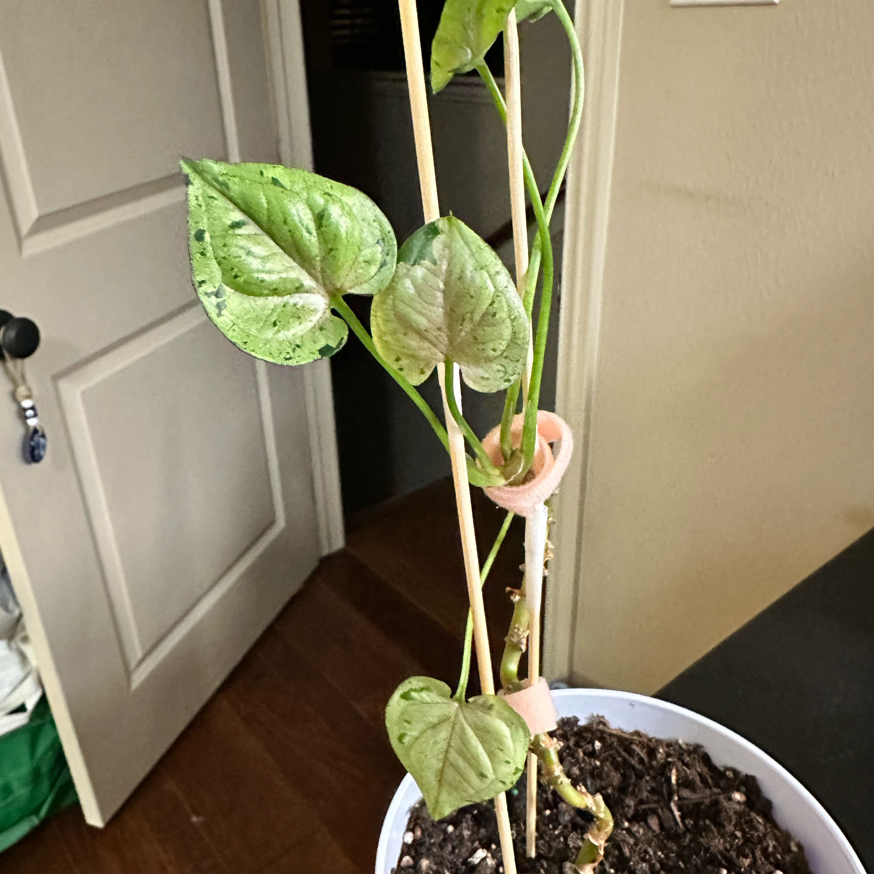 Photo of the plant species Grey Ghost by @kacibrooke named Peter on Greg, the plant care app