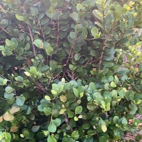 Photo of the plant species Coco Plum by @CuteAtom50 named Lavender on Greg, the plant care app