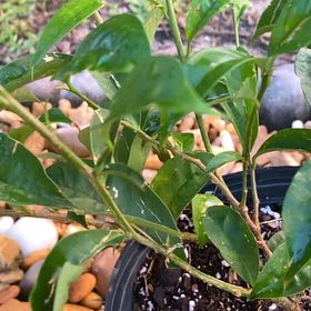 Photo of the plant species Brazil Raintree by @CuteAtom50 named Prince on Greg, the plant care app