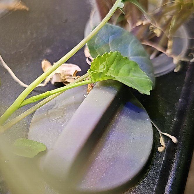 Photo of the plant species Wood Violet by @SpeedyBushpoppy named Girlfrond on Greg, the plant care app