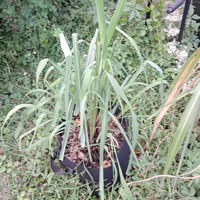 Photo of the plant species Sugar Cane by @PetSedumogon12 named Robert Plant on Greg, the plant care app