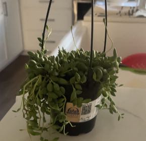 Photo of the plant species Raindrops by @ZestCoojong95 named The green thing on Greg, the plant care app