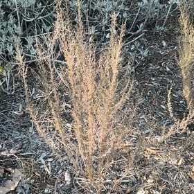 Photo of the plant species California Sagebrush by @HipRosea67 named Mollie on Greg, the plant care app