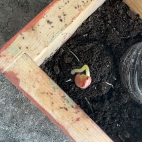 Photo of the plant species Light Red Kidney Bean by @SubtleZzplant64 named Dolores on Greg, the plant care app
