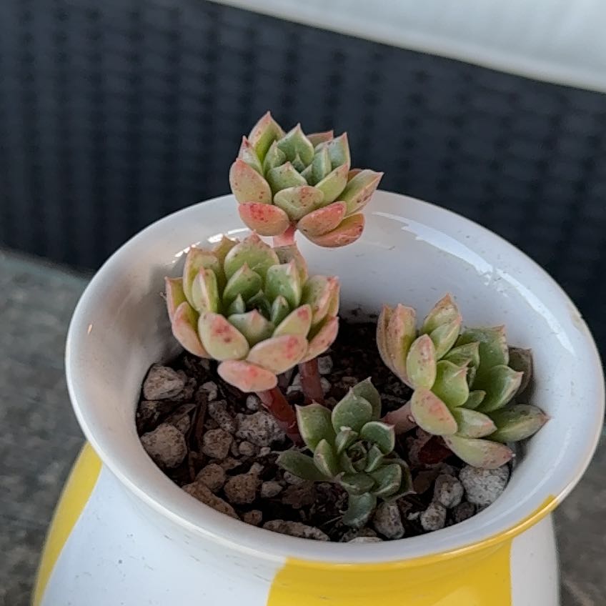 Photo of the plant species Echeveria colorata by @TryBorage72 named Sonora on Greg, the plant care app