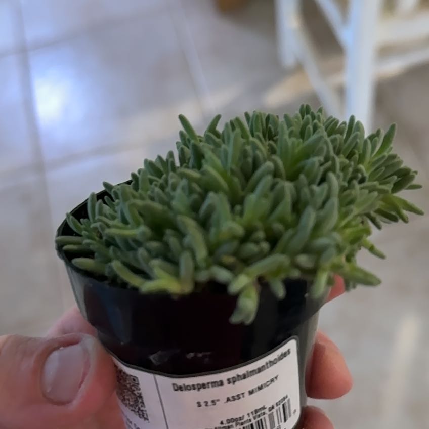 Photo of the plant species Tufted Ice Plant by @TryBorage72 named Sage on Greg, the plant care app