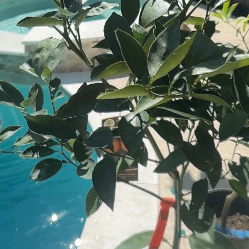 Photo of the plant species Hamlin Sweet Orange Tree by @KeyChia20 named Orange tree on Greg, the plant care app