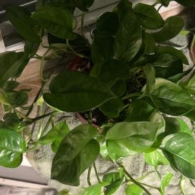 Photo of the plant species Emerald Pothos by @DandySagopalm75 named Orlando Bloom on Greg, the plant care app