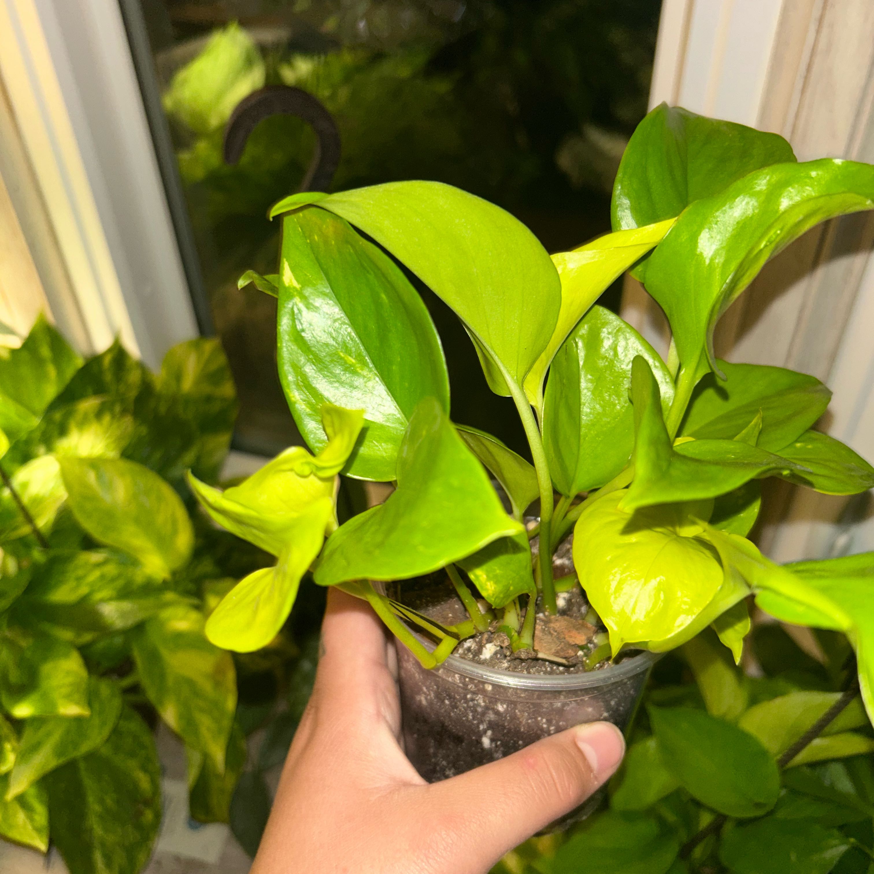 Photo of the plant species Epipremnum Champs-Elysees by @DandySagopalm75 named Anne on Greg, the plant care app