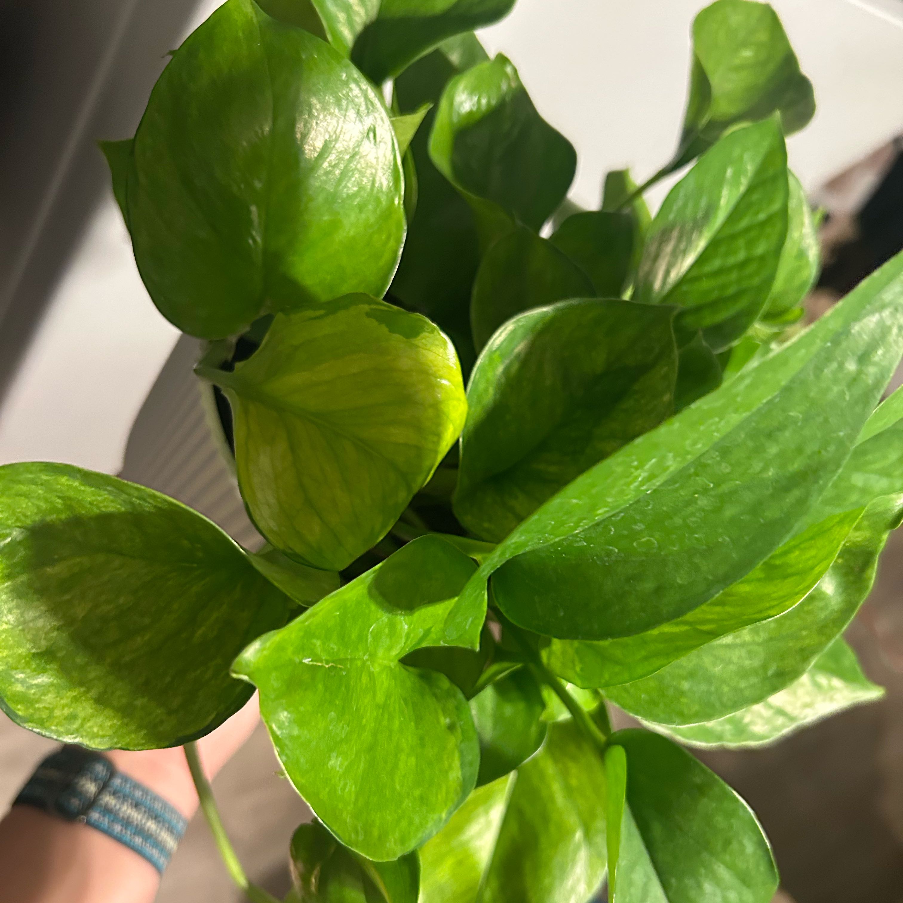 Photo of the plant species Lemon Top Pothos by @DandySagopalm75 named Maya on Greg, the plant care app