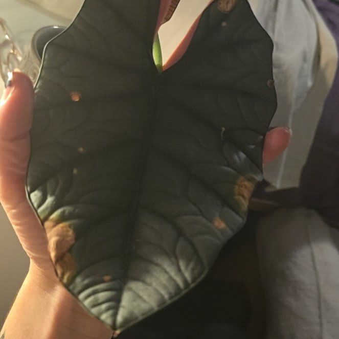 Photo of the plant species alocasia nebula by @PetRubyball4 named Prince on Greg, the plant care app