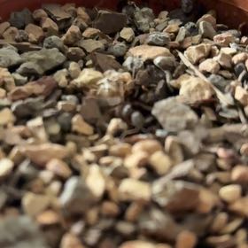 Photo of the plant species Albuca concordiana by @HighRye21 named Robert Plant on Greg, the plant care app