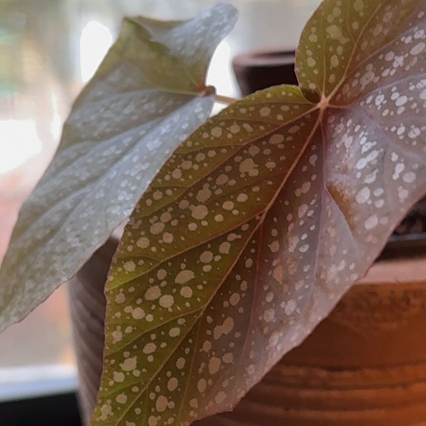 Photo of the plant species Polka Dot Begonia by @HighRye21 named Achilles on Greg, the plant care app