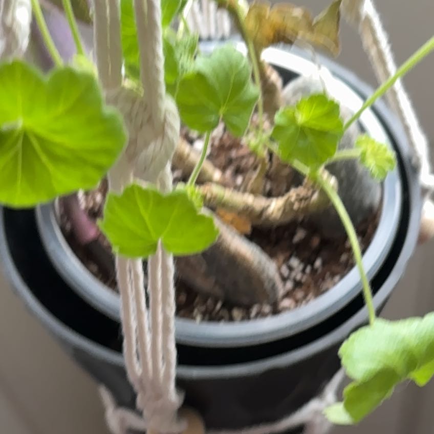 Photo of the plant species Wild Geranium 'Sweetwater' by @HighRye21 named Coco on Greg, the plant care app