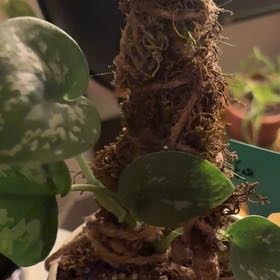 Photo of the plant species Scindapsus pictus 'Silver Splash' by @HighRye21 named Osmo on Greg, the plant care app