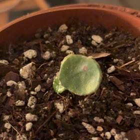 Photo of the plant species Red Ruby Begonia by @HighRye21 named Gomez on Greg, the plant care app