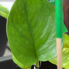 Photo of the plant species Greenjula by @HighRye21 named Dolores on Greg, the plant care app