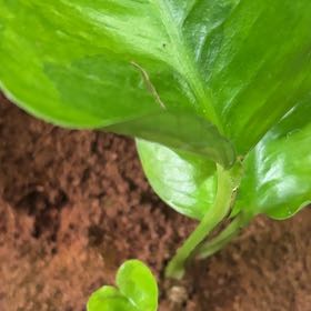 Photo of the plant species Emerald Pothos by @HighRye21 named Leaf Erickson on Greg, the plant care app