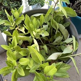 Photo of the plant species Swamp Morning Glory by @GemFanmoss73 named da Vinci on Greg, the plant care app