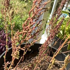 Photo of the plant species Sheep Sorrel by @GemFanmoss73 named Kylie on Greg, the plant care app