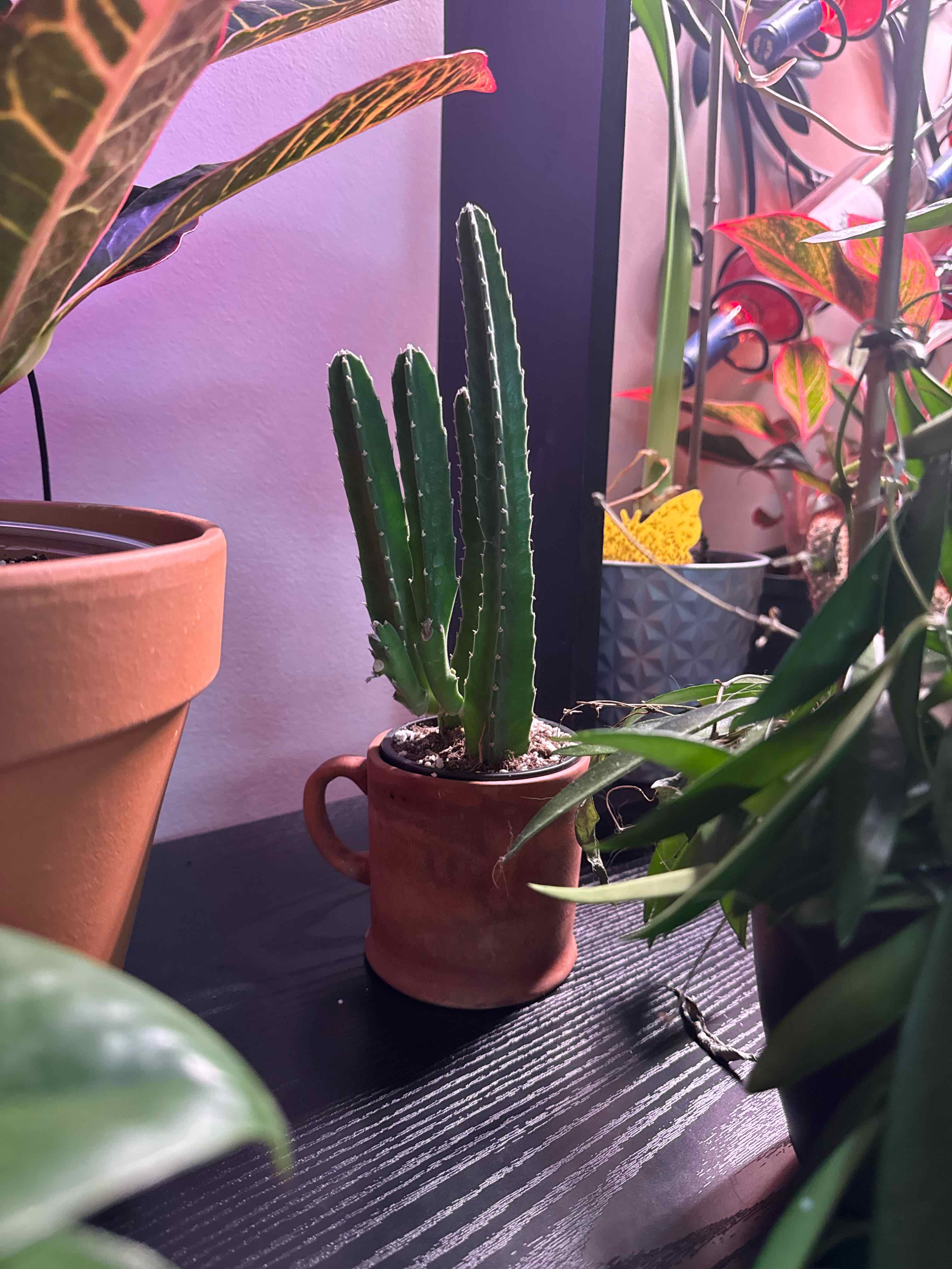 Photo of the plant species Starfish Flower Cactus by @Error_Reboot named Foxxy on Greg, the plant care app