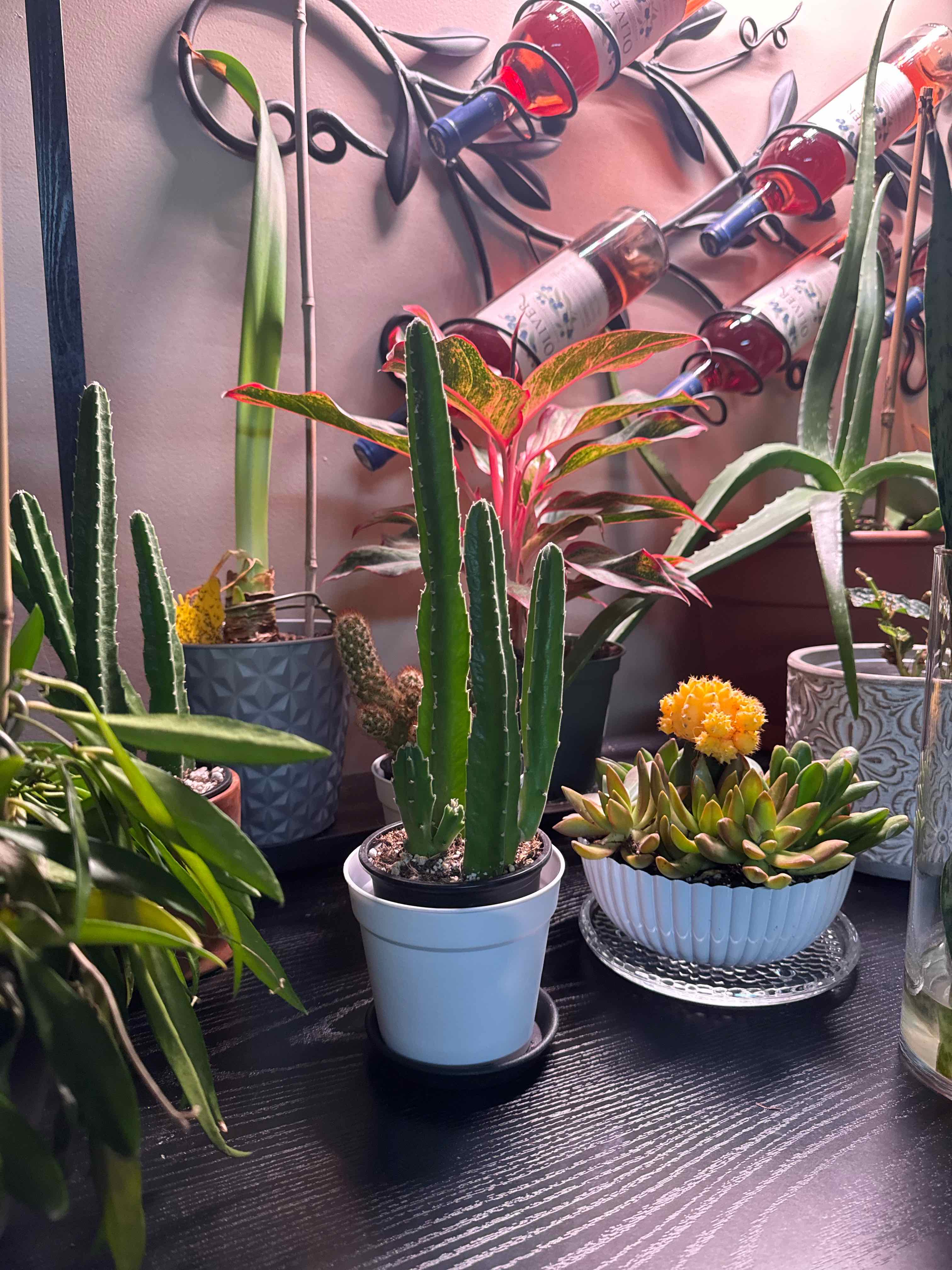 Photo of the plant species Starfish Cactus by @Error_Reboot named Orwell on Greg, the plant care app