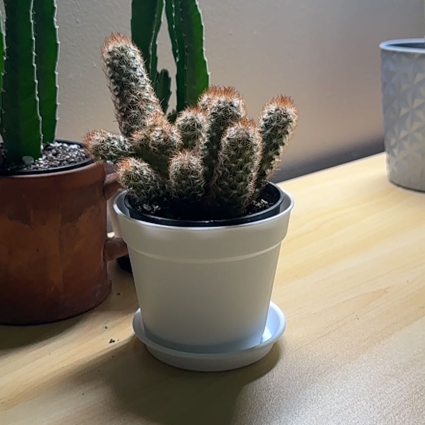 Photo of the plant species Lady Finger Cactus 'Copper King' by @Error_Reboot named Penny on Greg, the plant care app