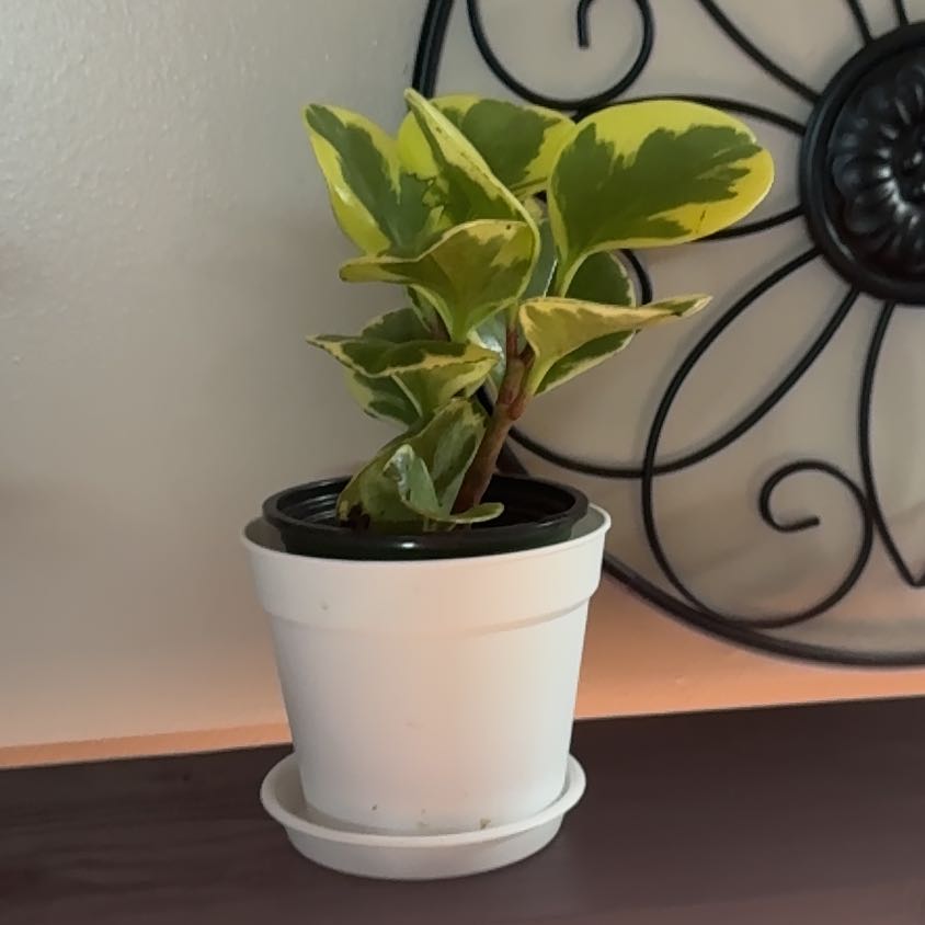 Photo of the plant species Pepperomia Red Edge by @Error_Reboot named Muhammad Ali on Greg, the plant care app